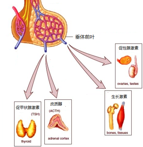 基礎代謝損傷已經進入第三個階段,醫生說我沒病,很痛苦,怎麼辦?