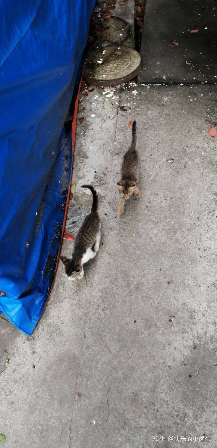 坐标上海 如何领养一只小猫或者有哪些买猫的途经 知乎 坐标上海 如何领养一只小猫或者有哪些买猫的途经 知乎