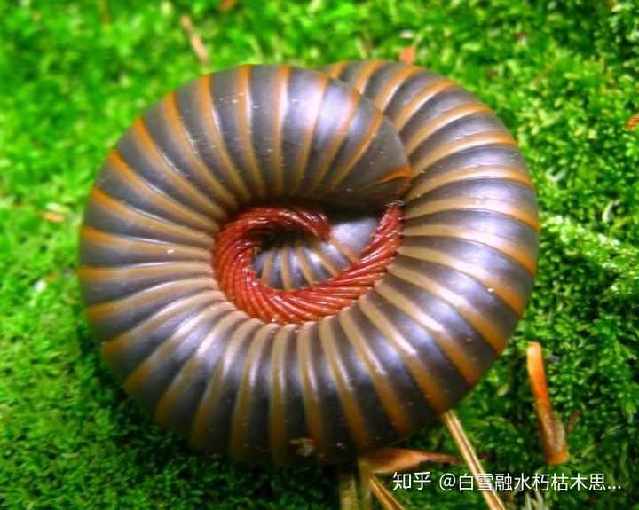 这是哪种虫子?学名是?