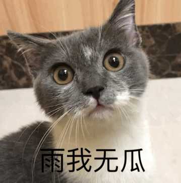可否晒一晒你们养的小猫小狗? - 知乎