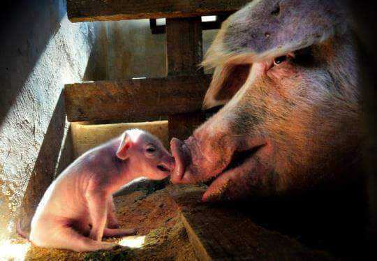 上周天桥上看到有人杀小刺猬,直接用剪刀剪的血淋淋的.