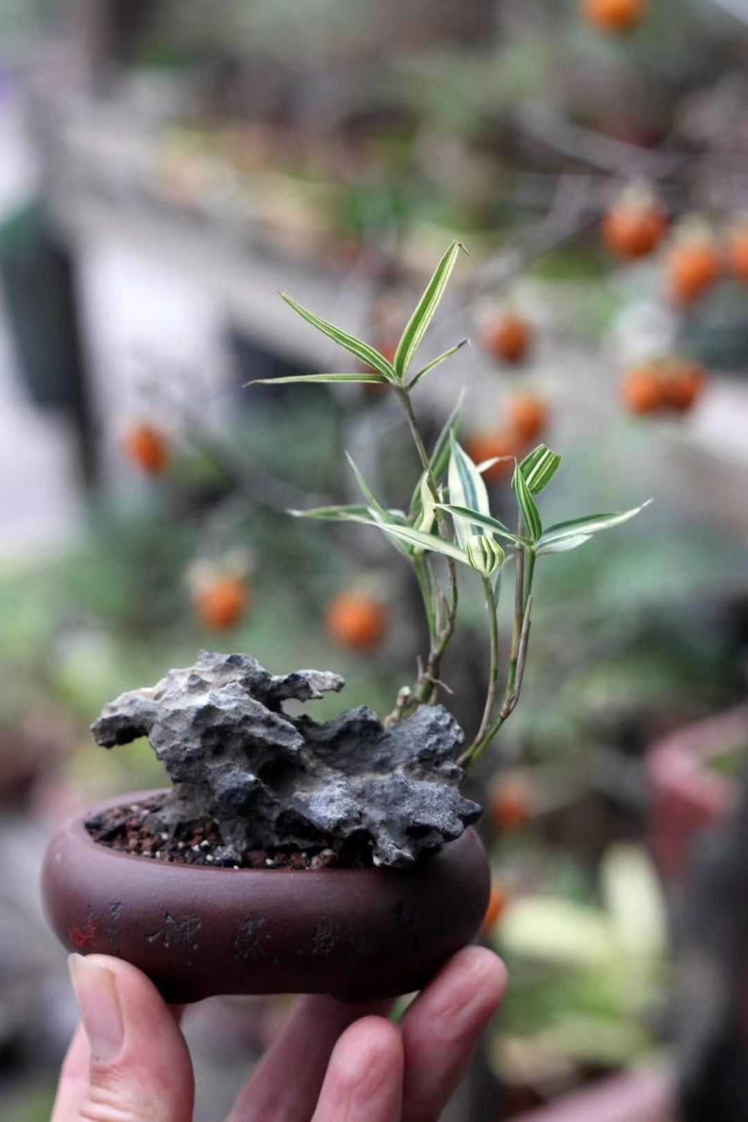 就是个开花机器,360天花开不断 血茅草盆栽,疗愈系 励志系盆栽姬翠竹