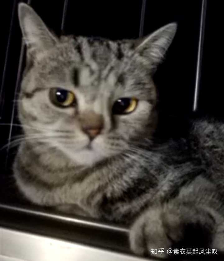你是什么时候发现自己是猫猫的唯一 知乎 你是什么时候发现自己是猫猫的唯一 知乎