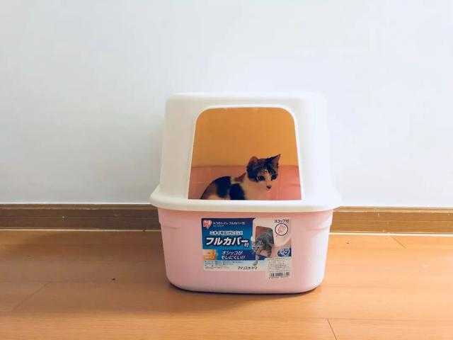 如何防止小猫在床上大小便 知乎