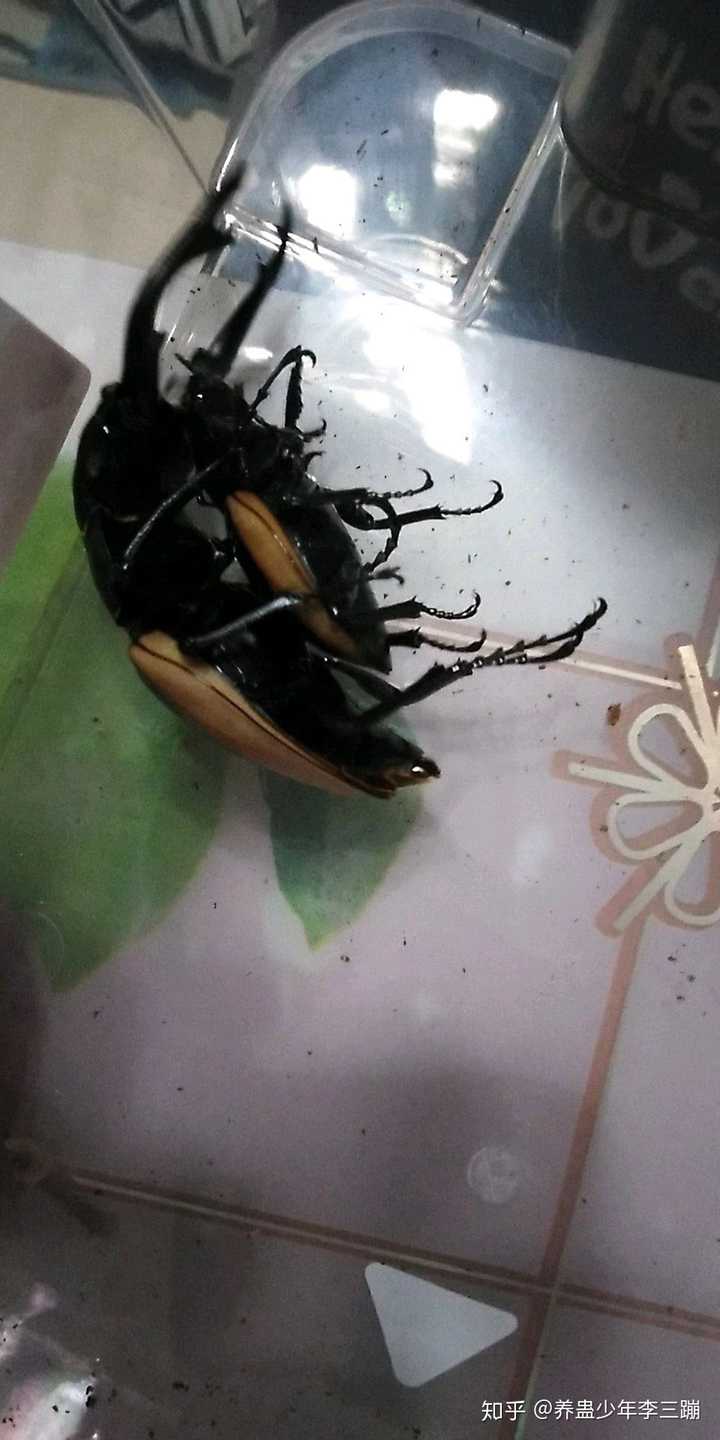 为何昆虫不慎仰面朝天时若不及时翻身可能马上死亡 知乎 为何昆虫不慎仰面朝天时若不及时翻身可能马上死亡 知乎
