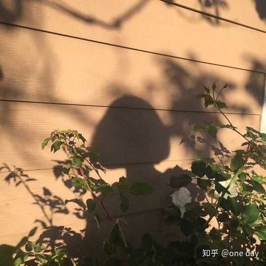 有哪些令你感到干净又温柔的句子?