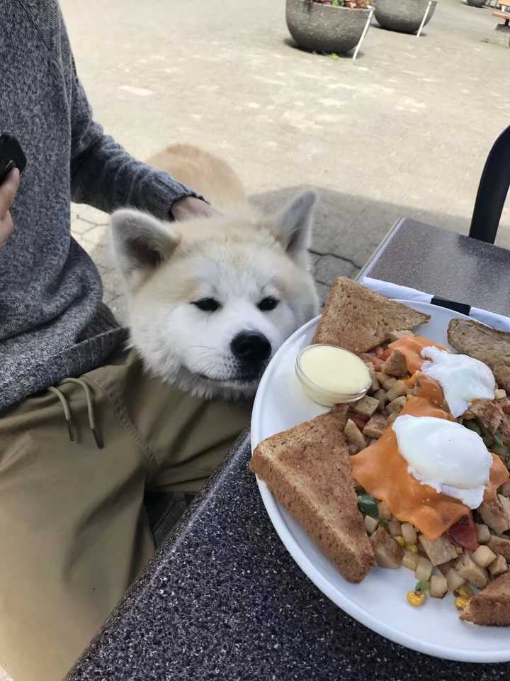 秋田犬适合家养么 知乎