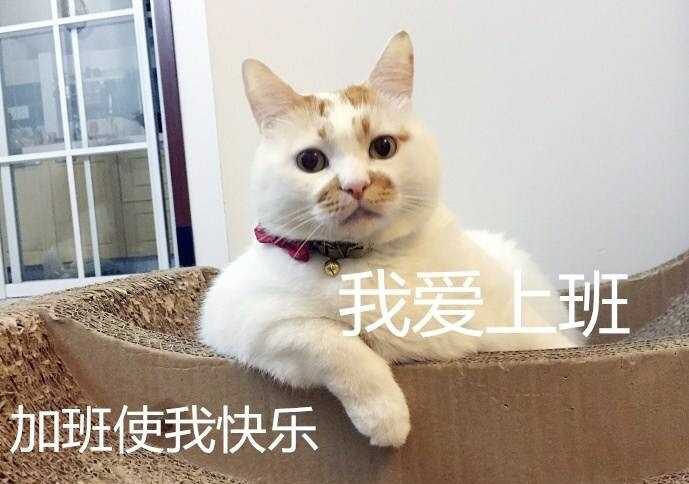 有没有猫咪的表情包?