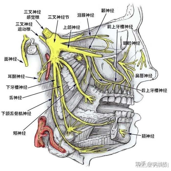 图，可以很直观的看出面部神经挨到都比较近，这一手滑，也不是没可能。