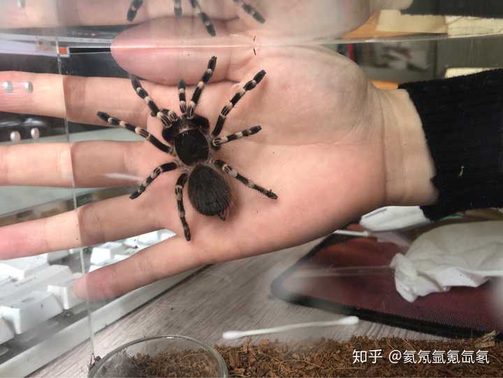 宠物蜘蛛白膝头怎样饲养 白膝头蜘蛛是不是保育 Duboot网 宠物蜘蛛白膝头怎样饲养 白膝头蜘蛛是不是保育 Duboot网