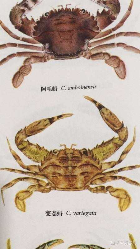 强壮武装紧握蟹