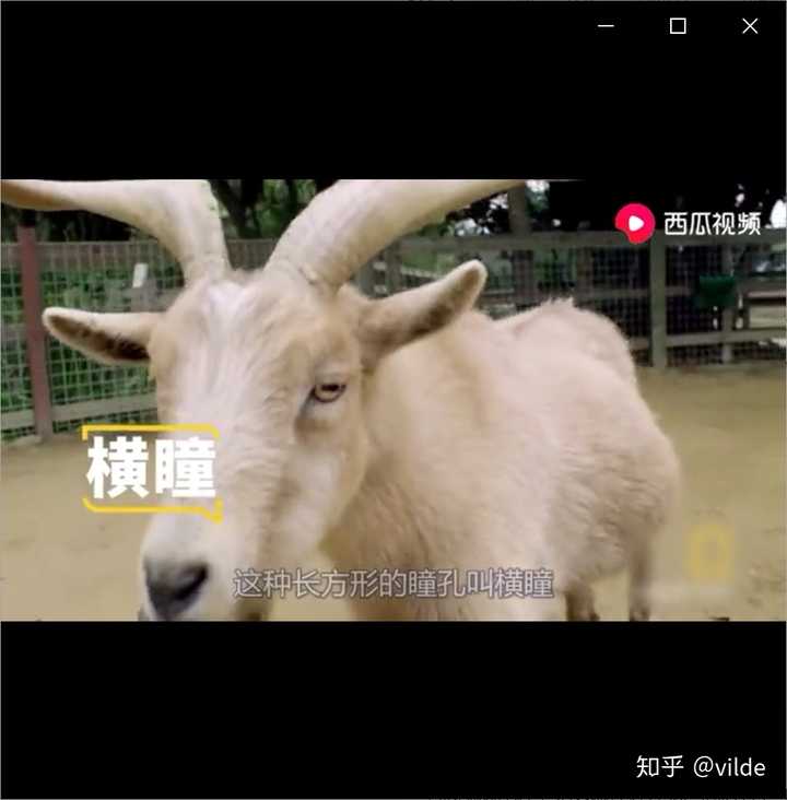 羊的瞳孔为什么是长方形的 知乎 羊的瞳孔为什么是长方形的 知乎