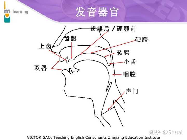 上齿龈位置图图片