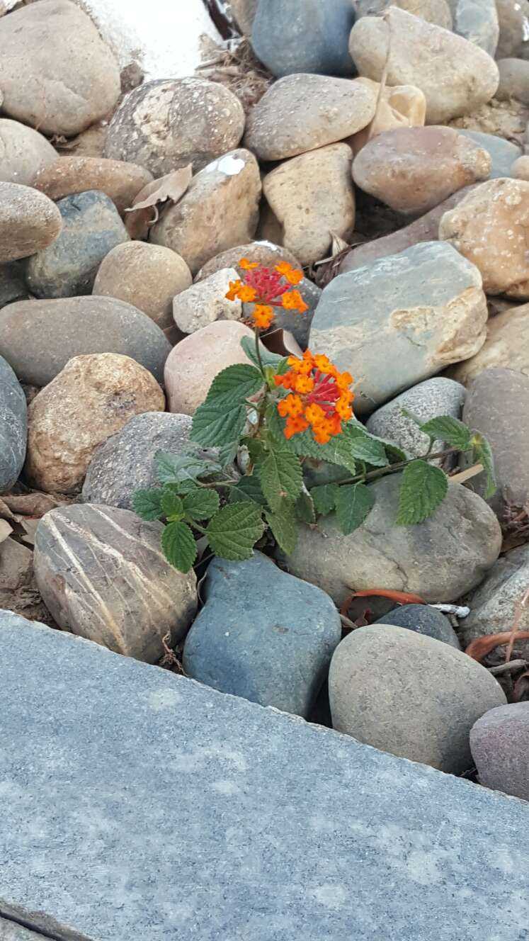 换气了~(图为从游泳馆回实验室的路上拍的小花花,长在石头缝里小坚强)