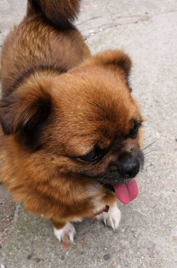 爸爸觉得东北的冬天的太冷了, 就把她收养了.