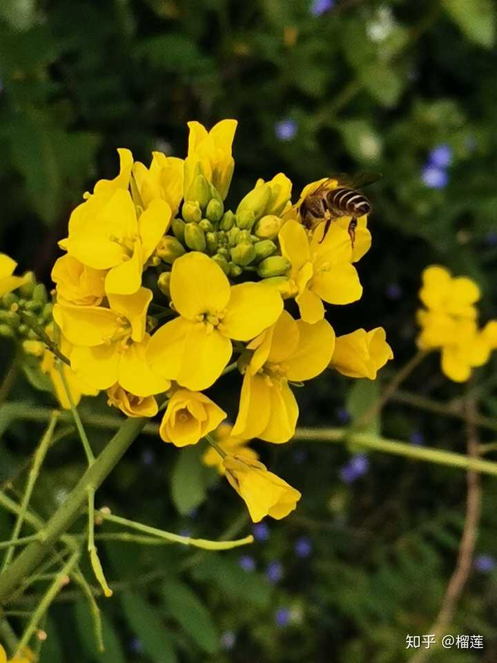 哪张照片最能代表你家乡的春天?