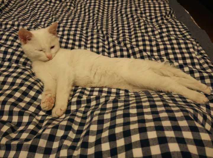 听说对着猫猫缓慢眨眼是表达爱意是真的吗 知乎