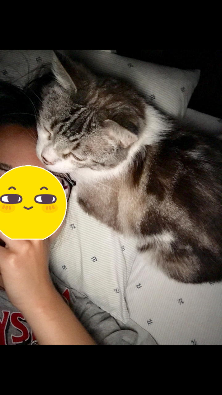 猫和人一起睡的危害 猫去跳蚤最简单的方法