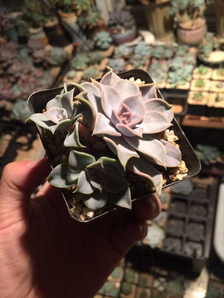 新手求教多肉怎么养 知乎