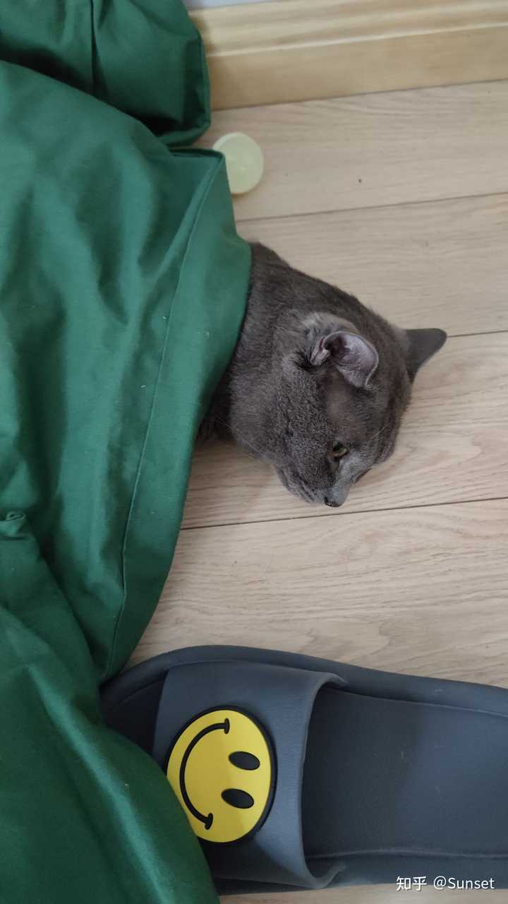 猫如何坐火车带回家 知乎 猫如何坐火车带回家 知乎
