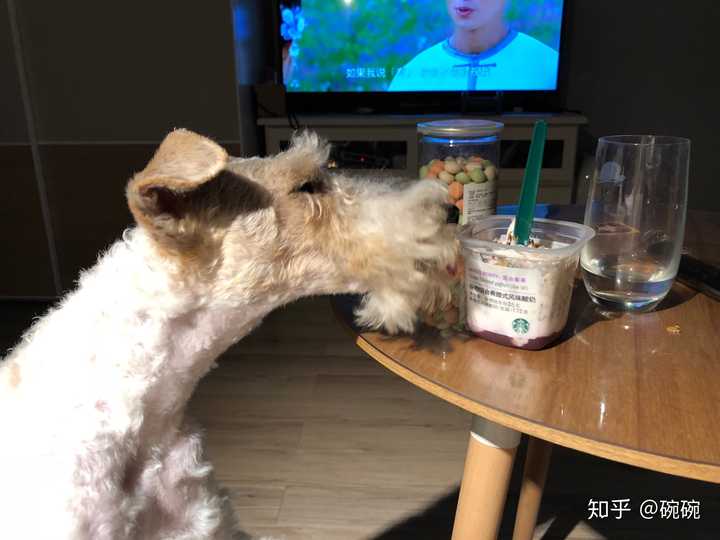 拥有一只不常见犬种的狗是一种什么样的体验 碗碗的回答 知乎