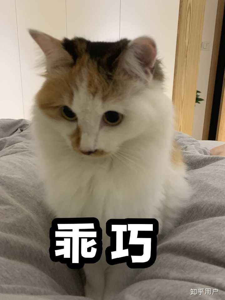 用猫做头像的女生是怎样的心理 知乎