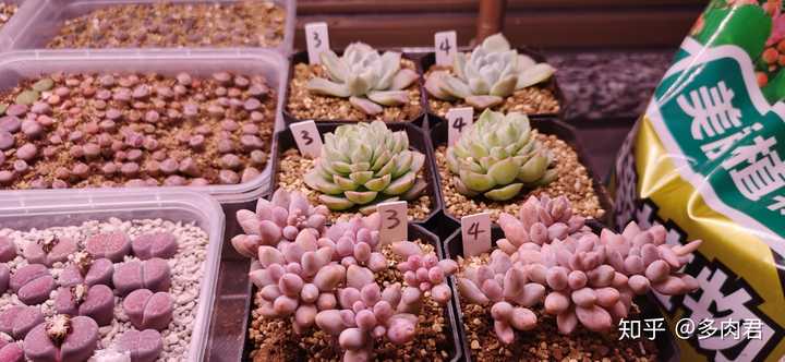 现在淘宝上多肉植物的补光灯靠谱吗 知乎 现在淘宝上多肉植物的补光灯靠谱吗 知乎