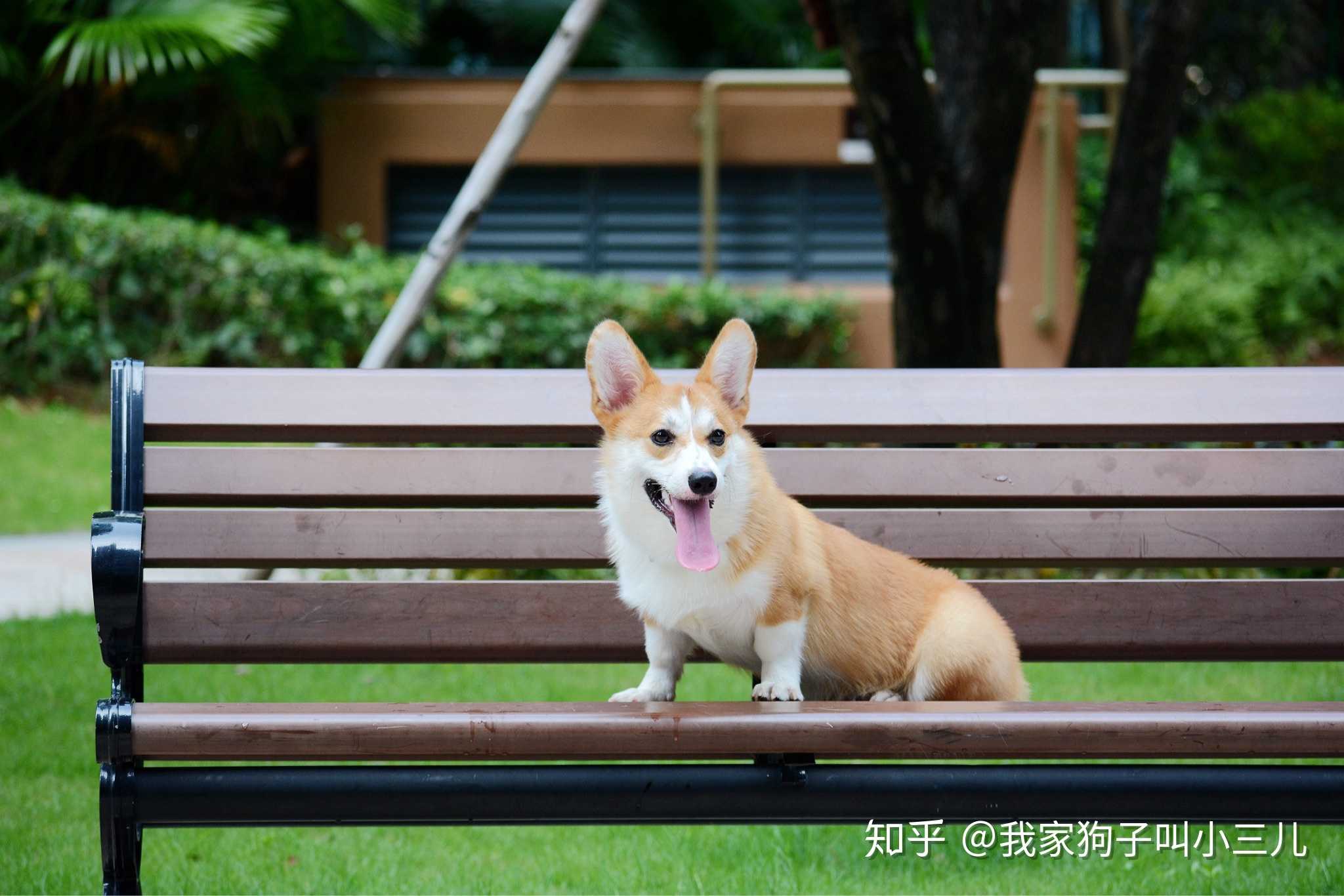 吾家有犬儿初长成,狗子最重要的是开心,… - 知乎