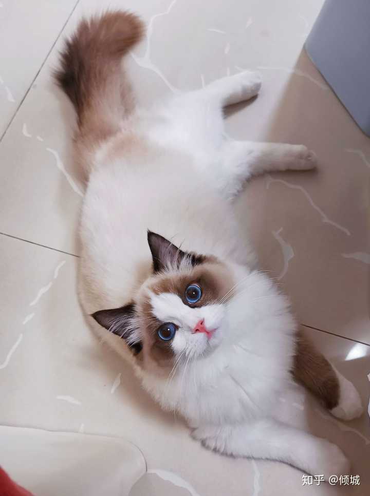 买一只布偶猫到底需要多少钱?