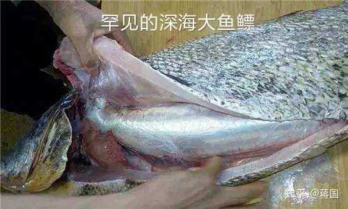 为什么鱼胶那么贵 知乎 为什么鱼胶那么贵 知乎