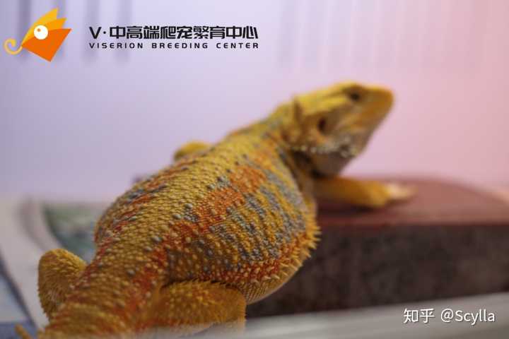 蜥蜴品种 中国有巨蜥吗 小型蜥蜴种类大全