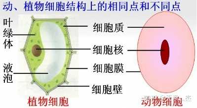 自然界的动物细胞与植物细胞有何不同 知乎