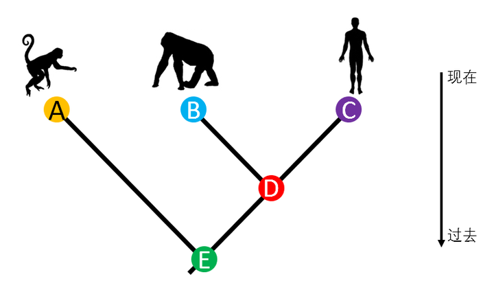 同样的祖先 为什么人进化了 猴子没进化 知乎