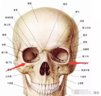 怎么理解 美人在骨不在皮 什么是骨相美 知乎