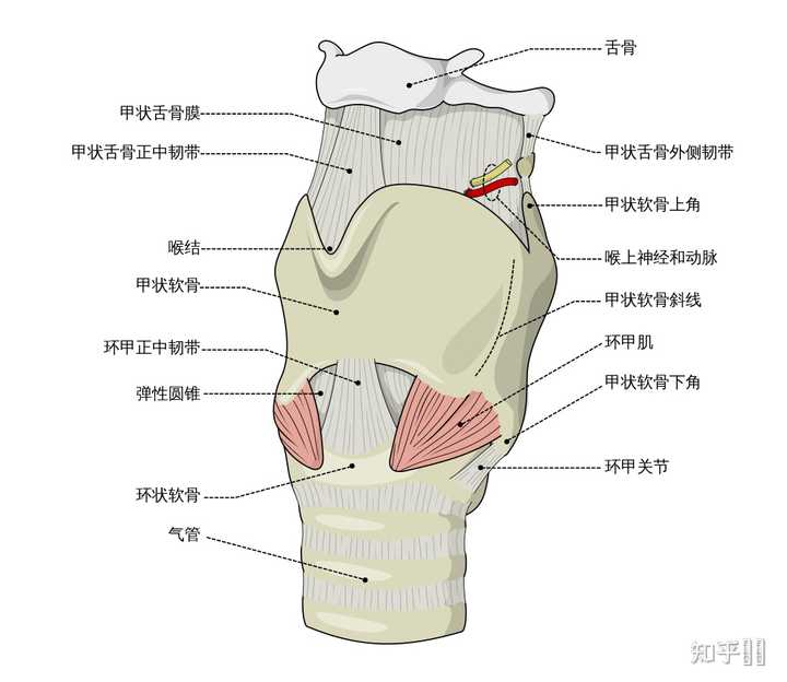 甲状软骨和环状软骨唱歌 甲状软骨环状软骨杓状软骨 环状软骨位置解剖图