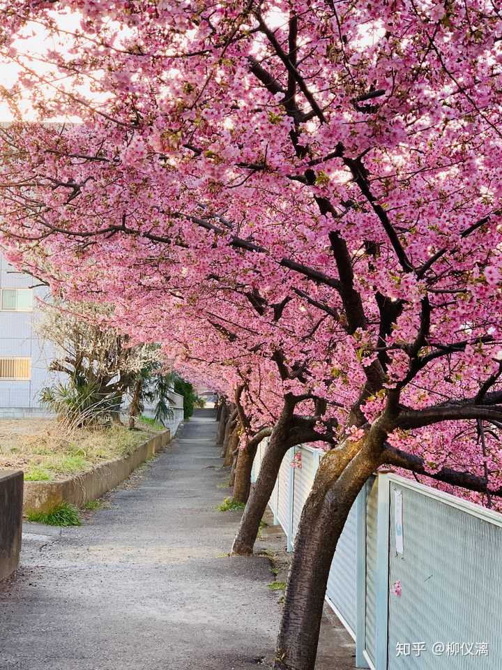 你拍过哪些能体现出「春天在这里」的照片?