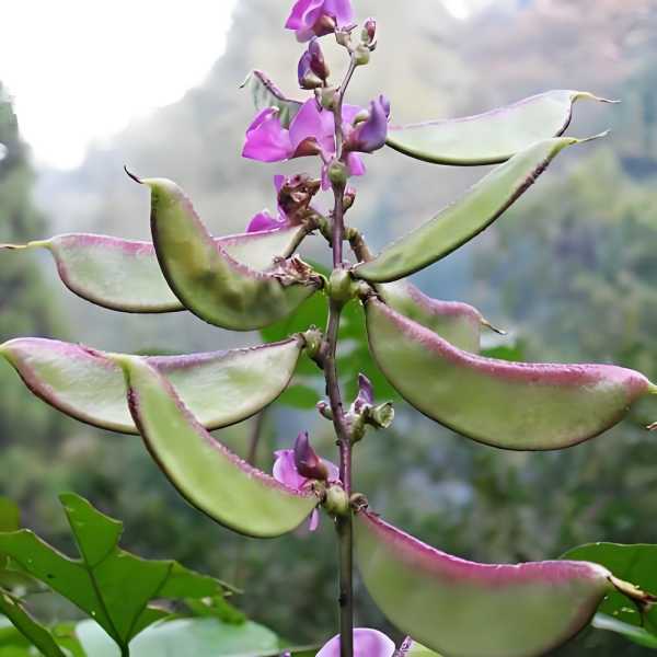 北方有什么蔬菜种一颗全家不挨饿的蔬菜？