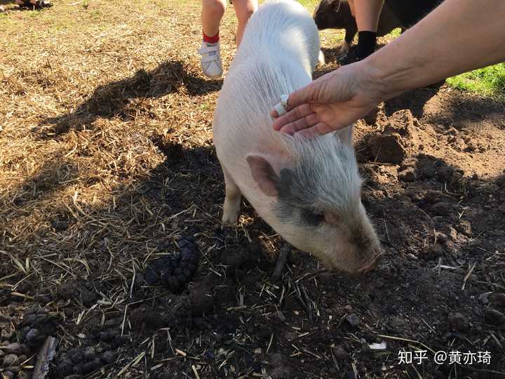 养一只小香猪是怎样的体验 知乎