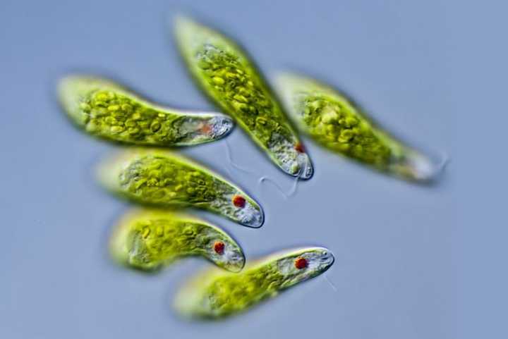 ophytes,定鞭藻(haptophytes,不等鞭毛类(stramenopiles,包括金藻