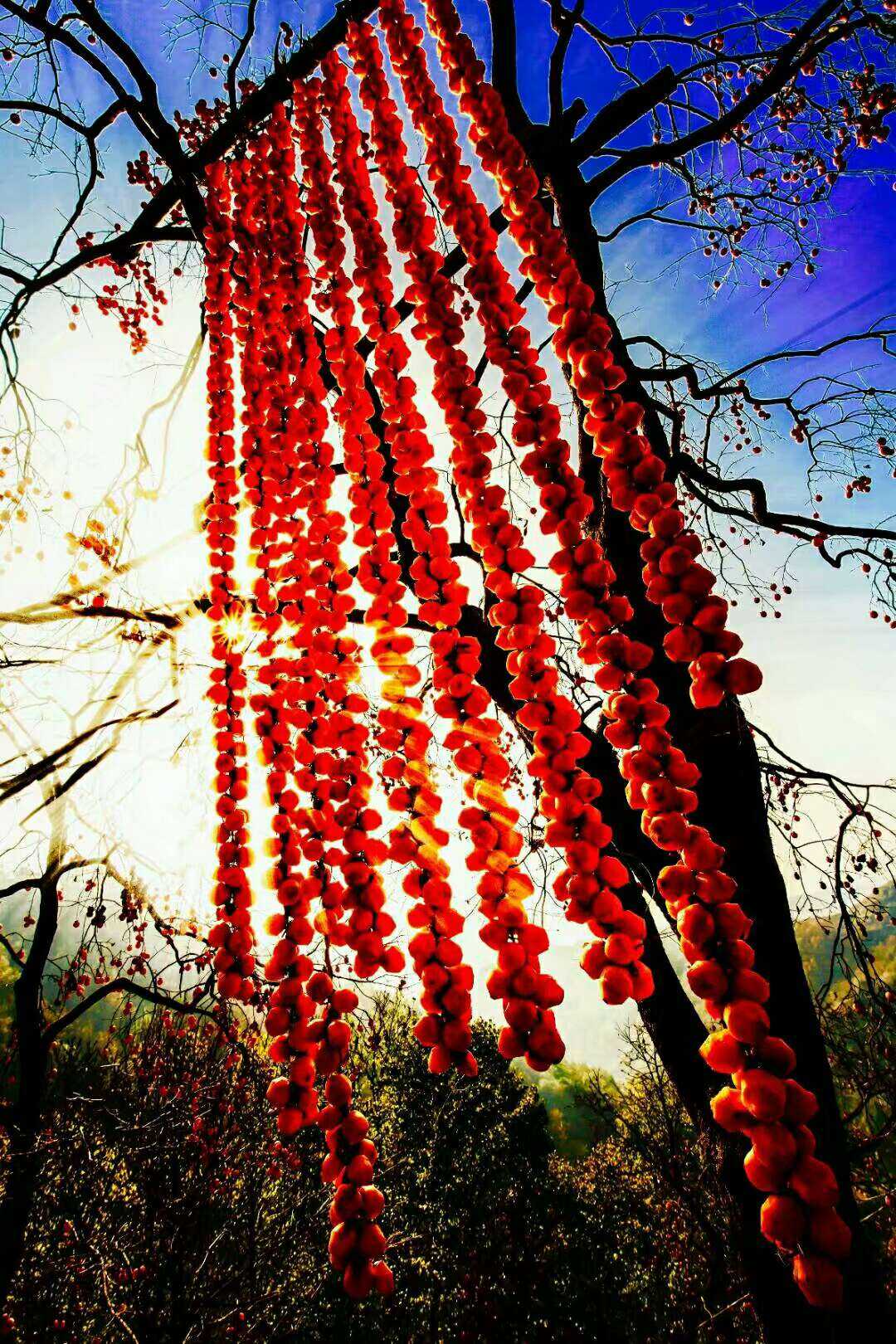 山野一树红灯笼,迎新喜庆辞年终,乐天笑… - 知乎