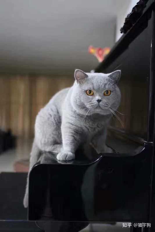 美短 美国短毛猫 和英短 英国短毛猫 有什么区别 知乎 美短 美国短毛猫 和英短 英国短毛猫 有什么区别 知乎