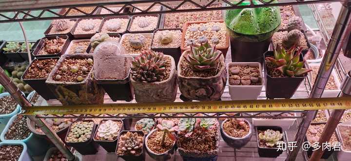 现在淘宝上多肉植物的补光灯靠谱吗 知乎