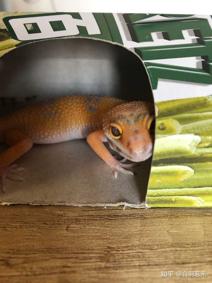 新手如何养好一只守宫 知乎