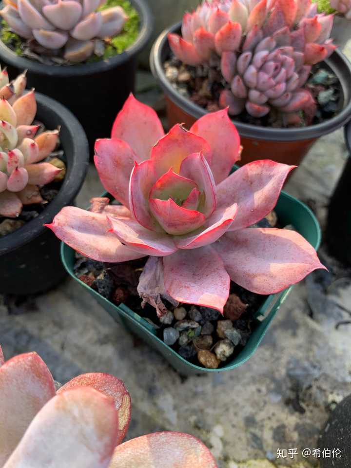 为什么多肉植物突然爆火 知乎