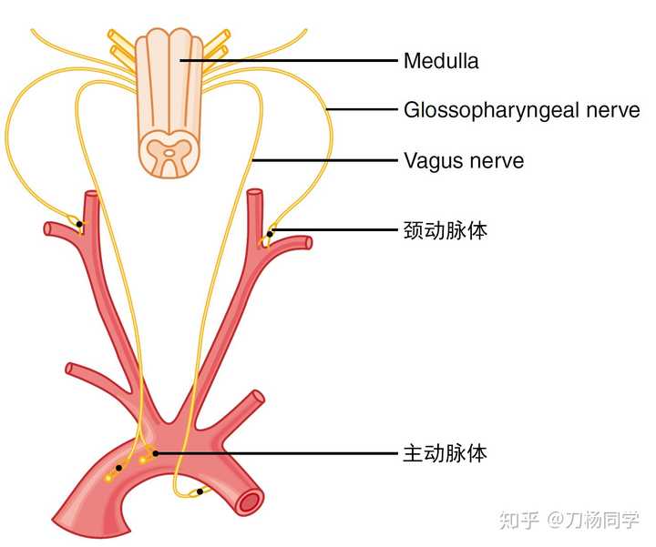 颈动脉体和颈动脉窦图片