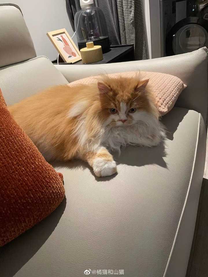 养猫要做好什么准备 包括哪些心理准备 知乎 养猫要做好什么准备 包括哪些心理准备 知乎