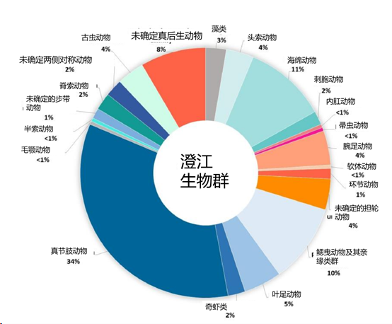 清江生物群图片