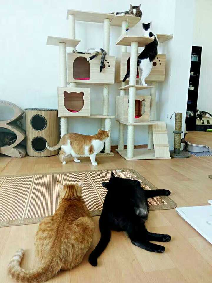 养猫每个月的开销一般多少 知乎