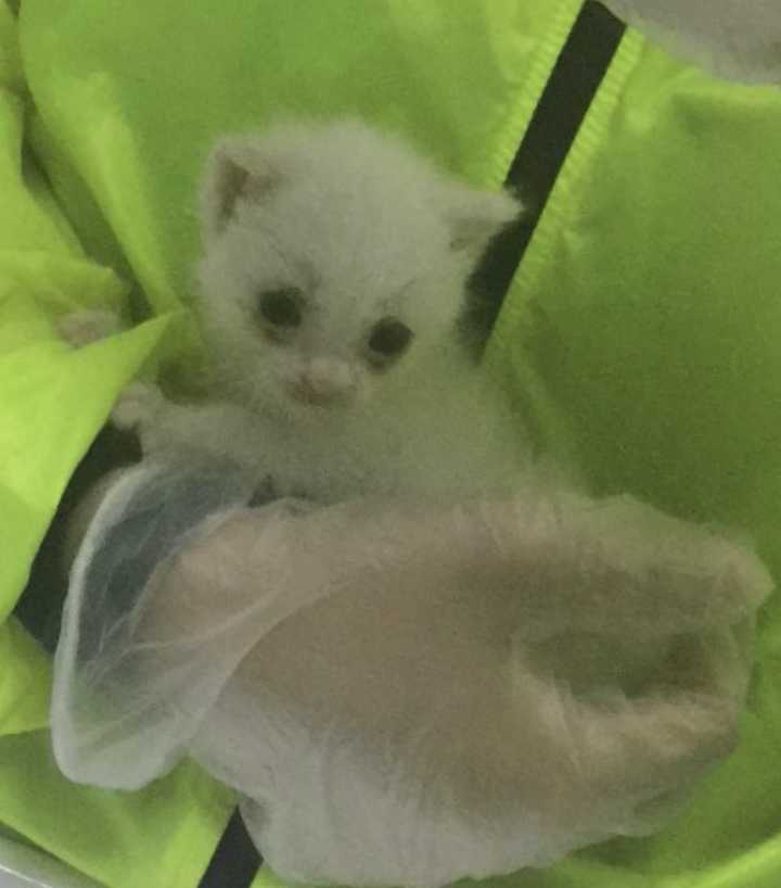 从奶猫开始养是什么样的体验 知乎