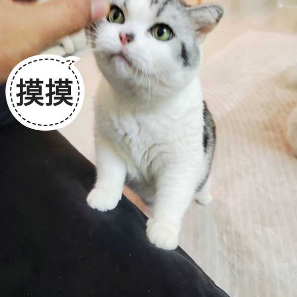 谁能谈下，养猫给你提供什么情绪价值了？缩略图